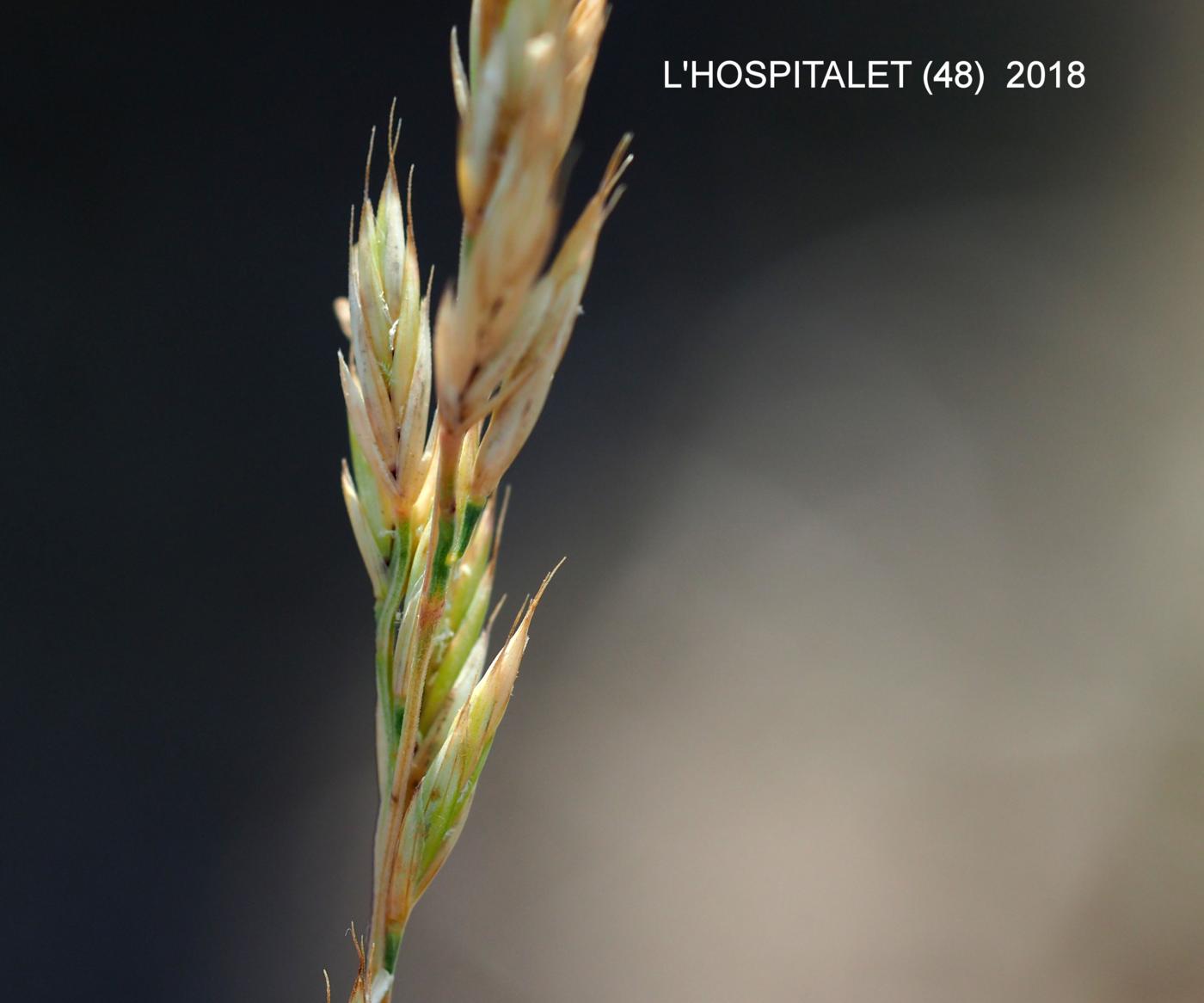 Fescue, Auquier's flower